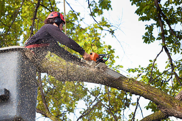 Manning, IA Tree Services Company